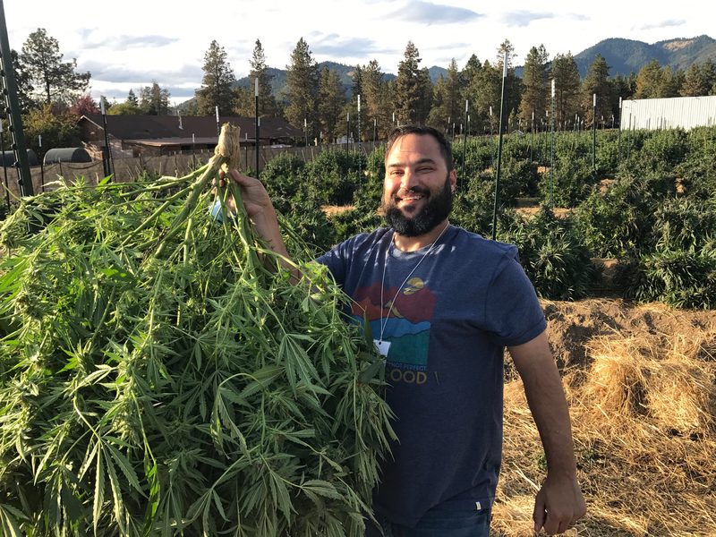 Harry Shurek at a client cultivation facility during harvest
